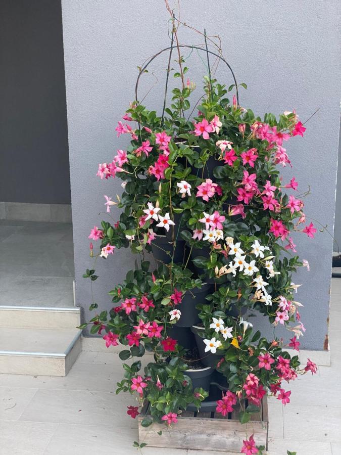 Melassy Apartma
